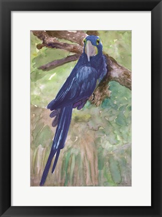 Framed Blue Parrot 1 Print