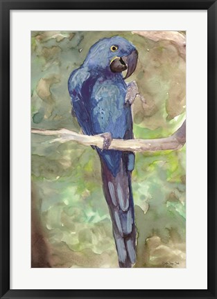 Framed Blue Parrot 2 Print