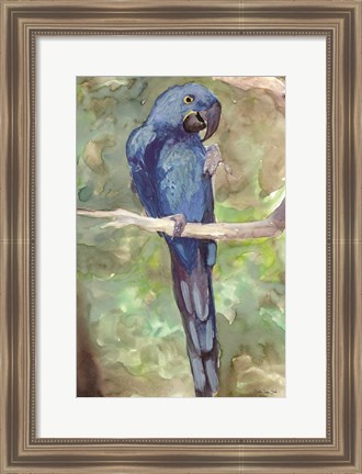Framed Blue Parrot 2 Print