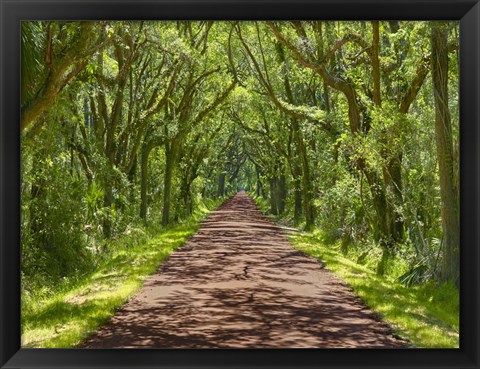 Framed Country Road Photo IV Print