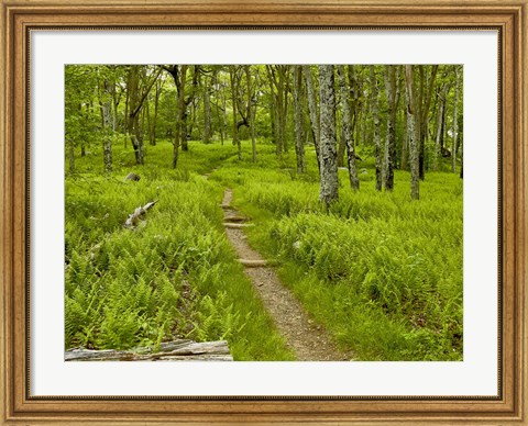 Framed Country Road Photo V Print