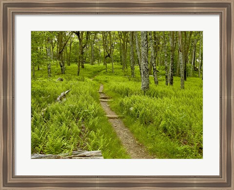 Framed Country Road Photo V Print