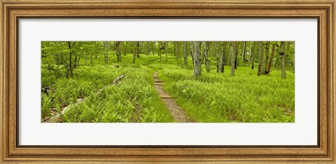 Framed Country Road Panorama VI Print