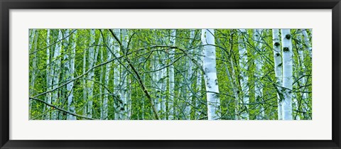 Framed Tree Panorama V Print