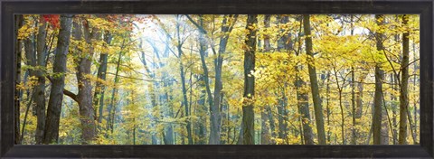 Framed Tree Panorama VIII Print