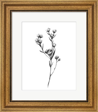 Framed Wild Thistle I Print