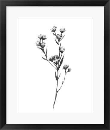 Framed Wild Thistle I Print