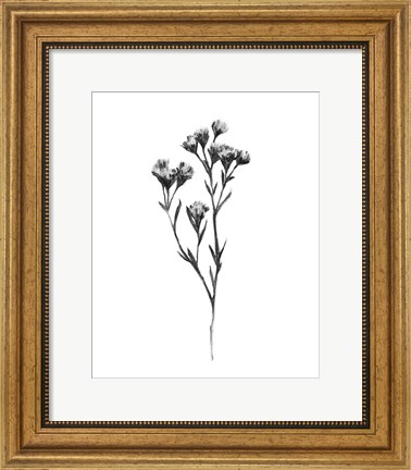 Framed Wild Thistle II Print