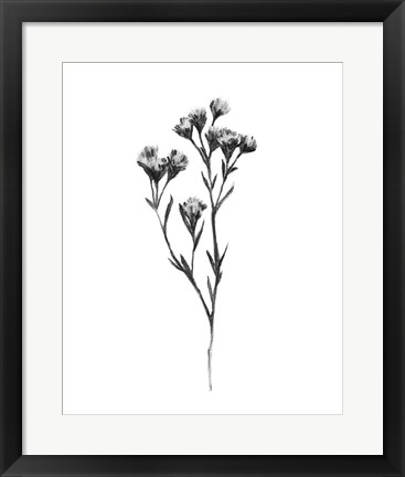 Framed Wild Thistle II Print