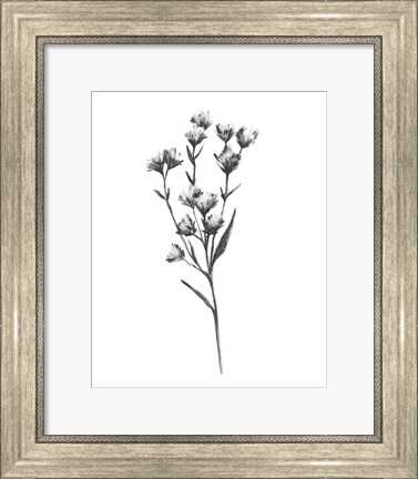 Framed Wild Thistle III Print