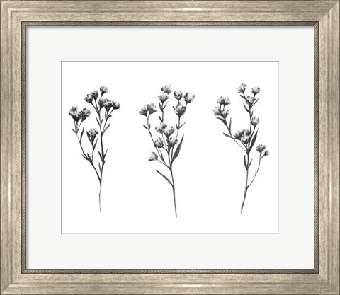 Framed Wild Thistle V Print