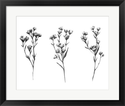 Framed Wild Thistle V Print