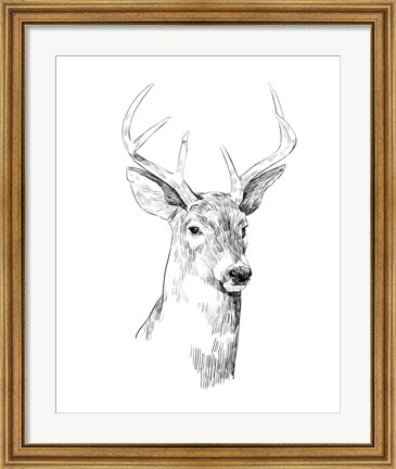 Framed Young Buck Sketch I Print