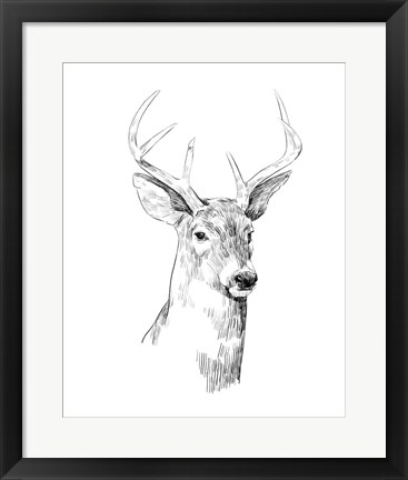 Framed Young Buck Sketch I Print