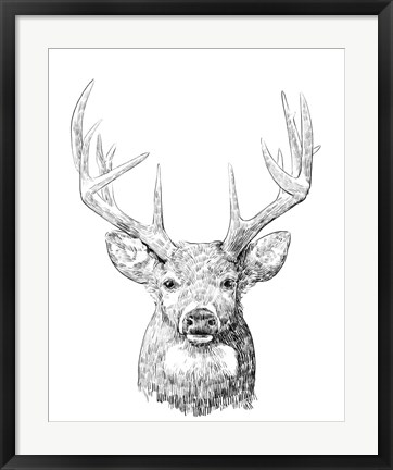 Framed Young Buck Sketch II Print