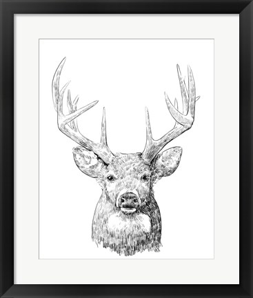 Framed Young Buck Sketch II Print