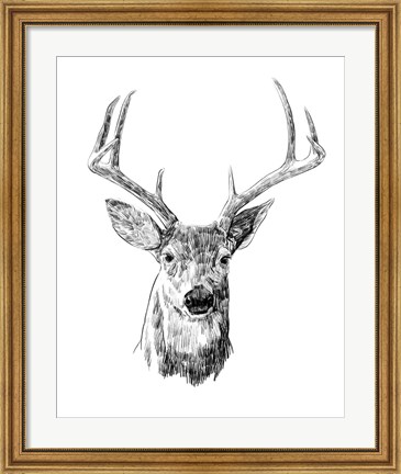 Framed Young Buck Sketch III Print