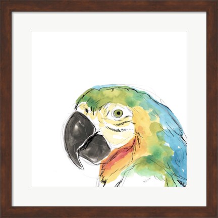 Framed Tropical Bird Portrait I Print