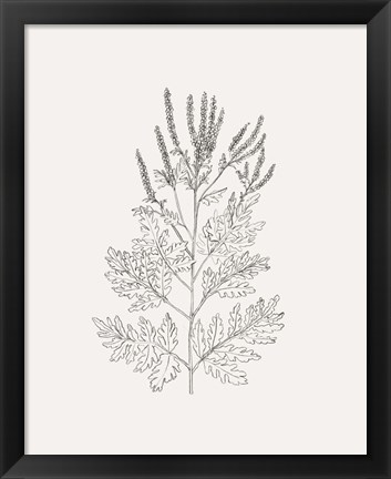 Framed Wild Foliage Sketch II Print