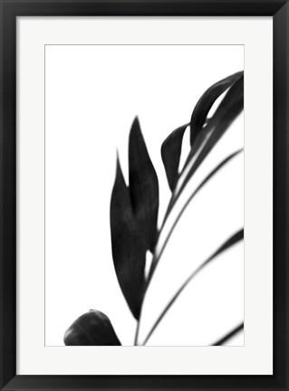 Framed Black Palms III Print