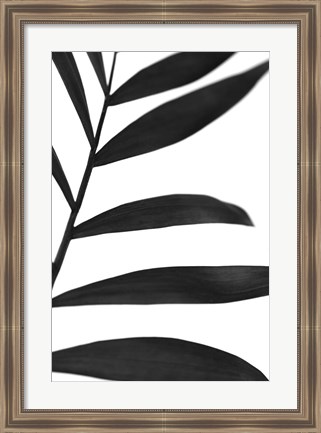 Framed Black Palms V Print