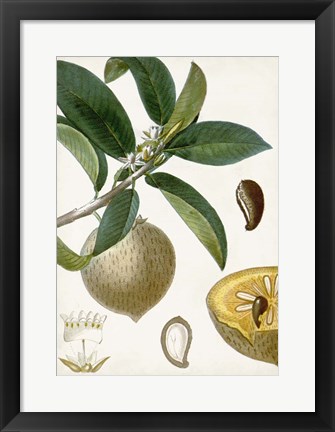 Framed Turpin Tropical Fruit I Print