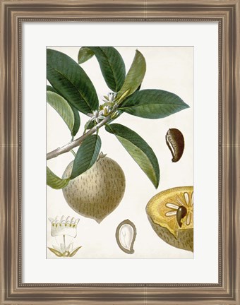 Framed Turpin Tropical Fruit I Print