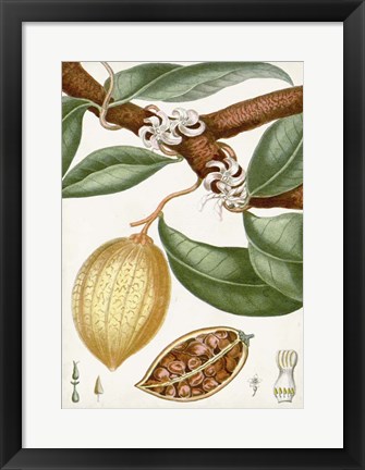 Framed Turpin Tropical Fruit II Print