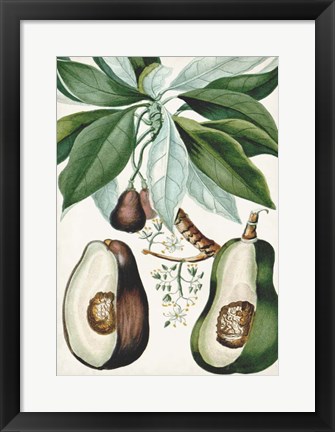 Framed Turpin Tropical Fruit V Print