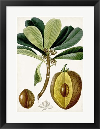 Framed Turpin Tropical Fruit VI Print