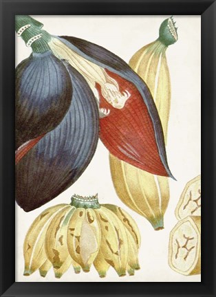 Framed Turpin Tropical Fruit VII Print