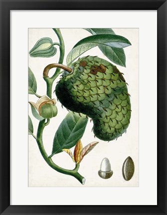 Framed Turpin Tropical Fruit VIII Print