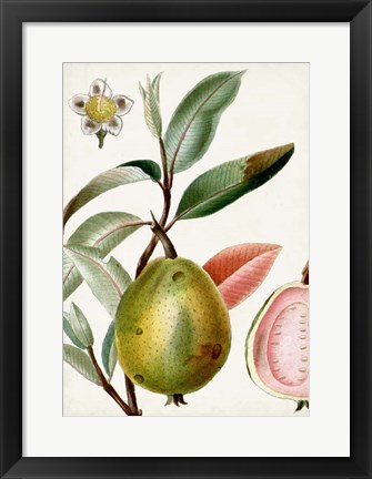 Framed Turpin Tropical Fruit IX Print