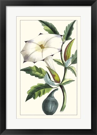 Framed Turpin Exotic Botanical I Print