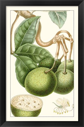 Framed Turpin Exotic Botanical VI Print