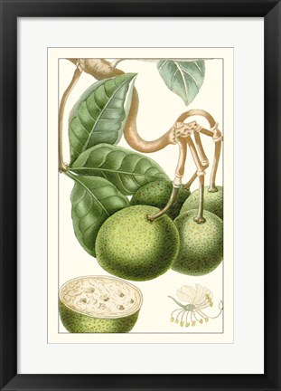 Framed Turpin Exotic Botanical VI Print