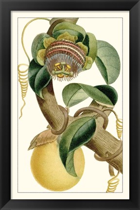 Framed Turpin Exotic Botanical VII Print