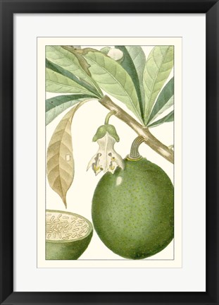 Framed Turpin Exotic Botanical VIII Print