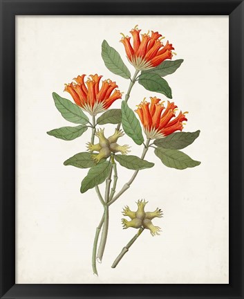 Framed Botanical of the Tropics V Print