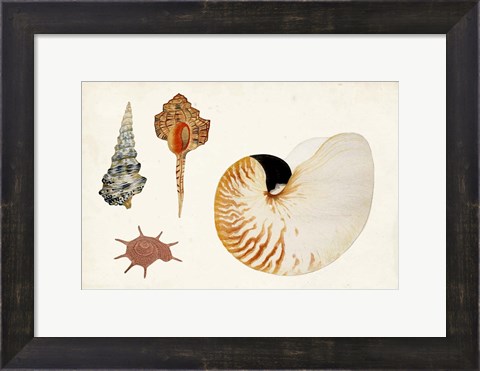 Framed Antique Shell Anthology I Print