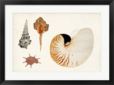 Framed Antique Shell Anthology I Print