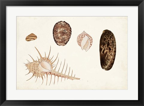 Framed Antique Shell Anthology III Print