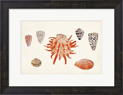 Framed Antique Shell Anthology IV Print