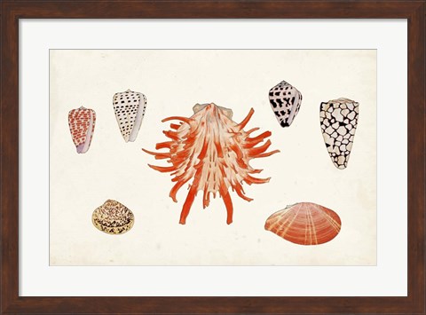 Framed Antique Shell Anthology IV Print