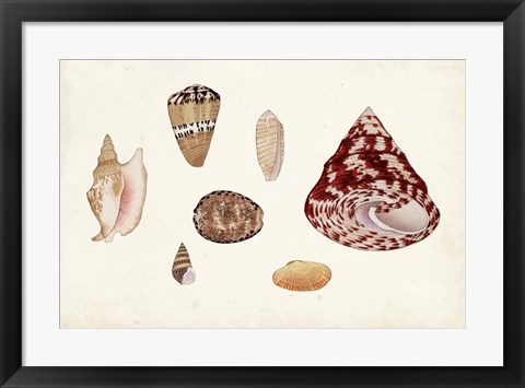 Framed Antique Shell Anthology V Print