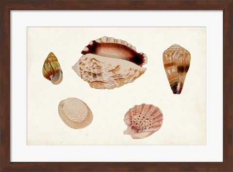 Framed Antique Shell Anthology VI Print