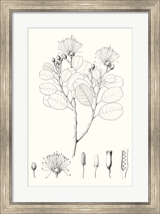 Framed Illustrative Leaves I Print