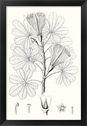 Framed Illustrative Leaves II Print