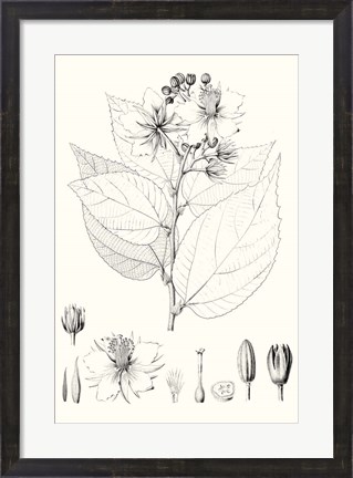 Framed Illustrative Leaves III Print