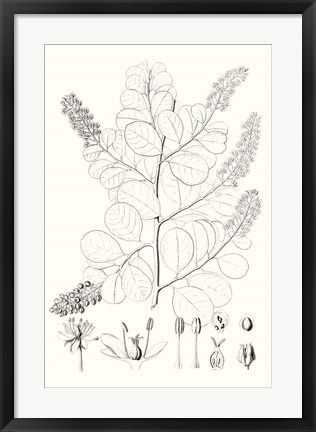 Framed Illustrative Leaves IV Print